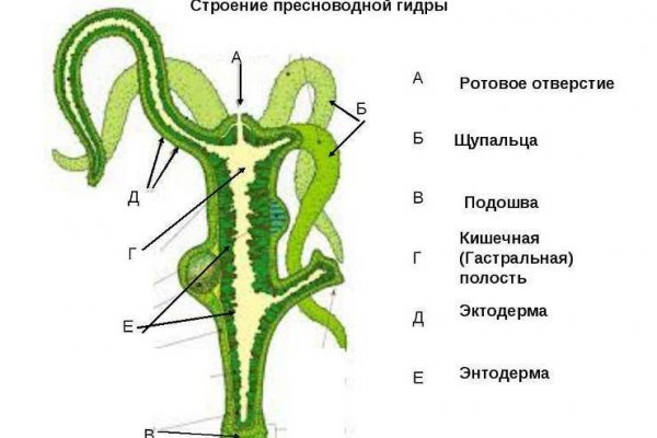 Модератор на кракене