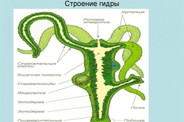 Актуальное зеркало kraken